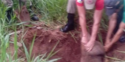 Rolim de Moura -  Bombeiros retiram vaca de dentro de buraco no Bairro Boa Esperança - Vídeo