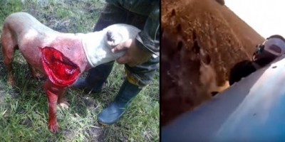 Brasil - Fazendeiro mata uma manada inteira de porcos do mato após atacar seus animais | veja o vídeo