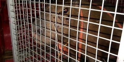 Rolim de Moura -   Bombeiros capturam capivara em pleno Centro da cidade