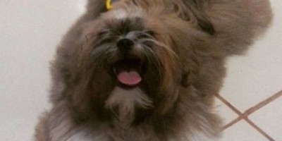 UTILIDADE PÚBLICA -  Procura-se por cachorro desaparecido