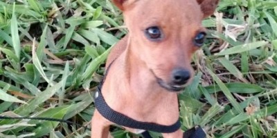 UTILIDADE PÚBLICA -  Procura-se por cachorro desaparecido