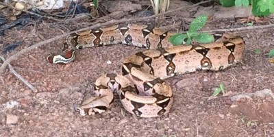 Rolim de Moura - Bombeiros capturam Jiboia no Bairro Jardim Eldorado