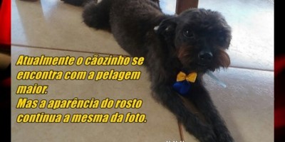 Rolim de Moura – Procura-se cachorro da raça Poodle Toy que está desaparecido