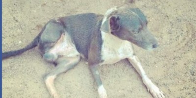 UTILIDADE PÚBLICA -  Procura-se por cachorro desaparecido