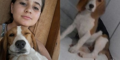 Rolim de Moura – Família procura por Cadelinha da raça Beagle de apenas 05 meses desaparecida