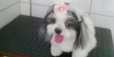 Utilidade Pública – Procura-se Cadela da raça Shih tzu desaparecida