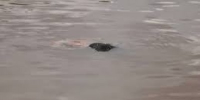 Alta Floresta -  Homem morre afogado em lagoa