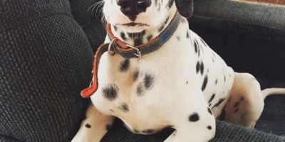 UTILIDADE PÚBLICA -  Cachorro da raça Dálmata está desaparecido 