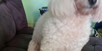 Utilidade Pública - Família procura por cachorro da raça Poodle que está desaparecido