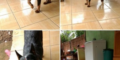 UTILIDADE PÚBLICA -  Procura-se por cadela desaparecida 