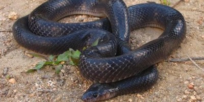 Veterinário é preso em Porto Velho após receber cobra pelos Correios