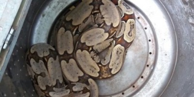 Rolim de Moura -   Bombeiros capturam Jiboia em quintal de residência no Bairro Planalto