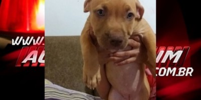 Utilidade Pública – Procura-se uma Cadela da raça Pitbull desaparecida