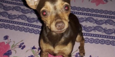 Utilidade Pública – Procura-se cadelinha da raça Pinscher desaparecida