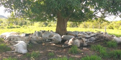 Raio mata aproximadamente 45 cabeças de gado em propriedade rural de Ouro Preto do Oeste
