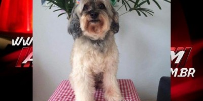 Utilidade Pública – Procura-se cadela da raça Poodle desaparecida