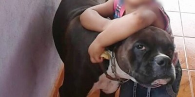 Utilidade Pública – Família procura por Cachorro da raça Boxer que desapareceu nesta madrugada