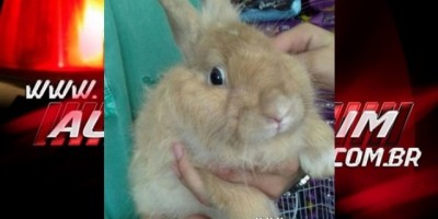 Utilidade Pública – Família procura Coelho desaparecido na Cohab