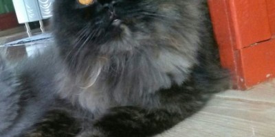 Utilidade Pública – Família procura por gata da raça persa que está desaparecida desde o dia 23/04