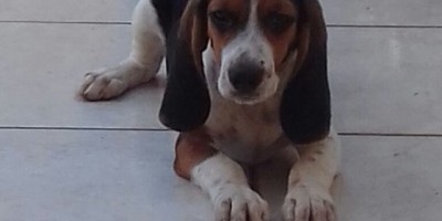 Utilidade Pública – Família procura por Cachorro da raça Beagle de apenas 04 meses que está desaparecido
