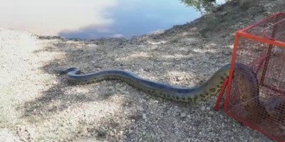 Ji-Paraná - Sucuri de 4 metros capturada no centro de cidade é solta no Rio Machado