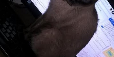 UTILIDADE PÚBLICA -  Procura-se por gato desaparecido no Bairro Beira Rio