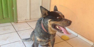 Utilidade Pública – Cachorro possivelmente da raça Boiadeiro australiano é encontrado e procura-se por proprietário