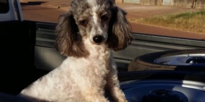Utilidade Pública – Cadelinha da raça Poodle é encontrada e procura-se por proprietário