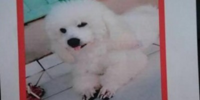 UTILIDADE PÚBLICA -  Família procura por cachorrinho que está desaparecido 