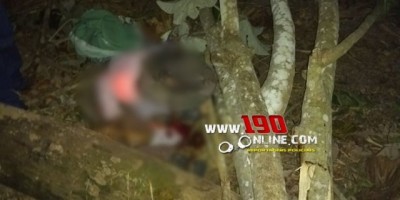 Alta Floresta -  Árvore  cai e mata trabalhador na Zona Rural 