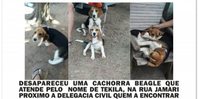 Rolim de Moura – Família procura por cadela da raça Beagle que está desaparecida