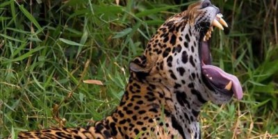 Sitiante é devorado por onça na linha Triunfo, em Rondônia