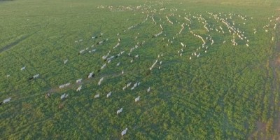 Novilhas, sal mineral e balança de R$10 mil são furtados de fazenda em Cacoal