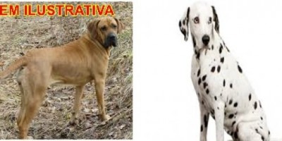 Procura-se por duas cadelas desaparecidas 