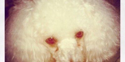 UTILIDADE PÚBLICA - Procura-se por cachorro desaparecido 