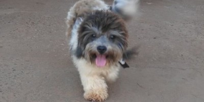 Utilidade Pública – Cachorro da raça Shih tzu é encontrado e procura-se por proprietário