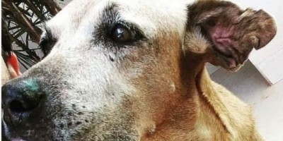 Utilidade Pública – Procura-se por cadela desaparecida