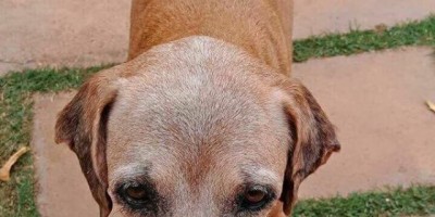 Utilidade Pública –  Família oferece recompensa de R$300,00 para quem encontrar cadela que está  desaparecida 