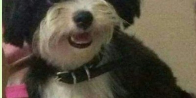 UTILIDADE PÚBLICA - Procura-se por cadela desaparecida 