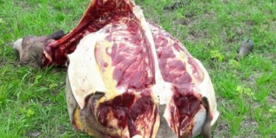 Rolim de Moura -  Gado é abatido e carneado em propriedade rural 