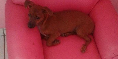 Utilidade Pública – Família procura por cachorro da raça pinscher desaparecido