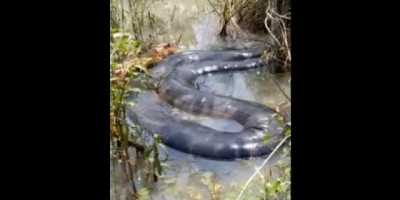 Sucuri com cerca de 10 metros impressiona moradores de sítio em Cerejeiras