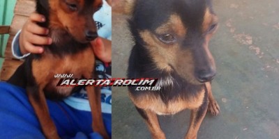 Utilidade Pública – Família procura por cachorro da raça Pinscher que está desaparecido