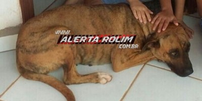 Utilidade Pública – Família procura por cadela desaparecida