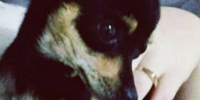 UTILIDADE PÚBLICA - Cadela da raça pinscher desaparecida 