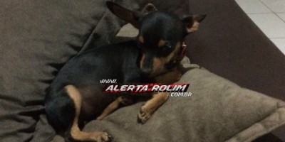 Utilidade Pública – Família procura por cachorro da raça Pinscher que está desaparecido
