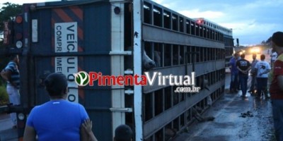 Caminhão carregado com gado tomba na RO-387, em Pimenta Bueno