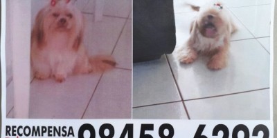 Utilidade Pública - Família procura por cadela da raça Shih-tzu e oferece R$250,00 em recompensa 