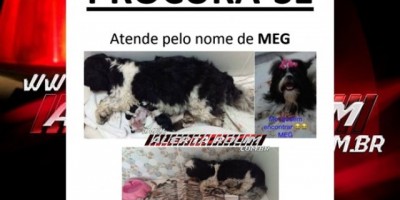 Utilidade Pública – Família procura por cadela da raça Shih Tzu que está desaparecida