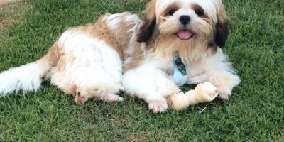 Utilidade Pública – Família procura por cachorro da raça Shih Tzu que está desaparecido